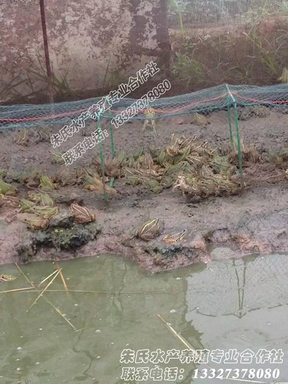 朱氏水產養殖合作社正在用地籠捕捉黑斑蛙青蛙